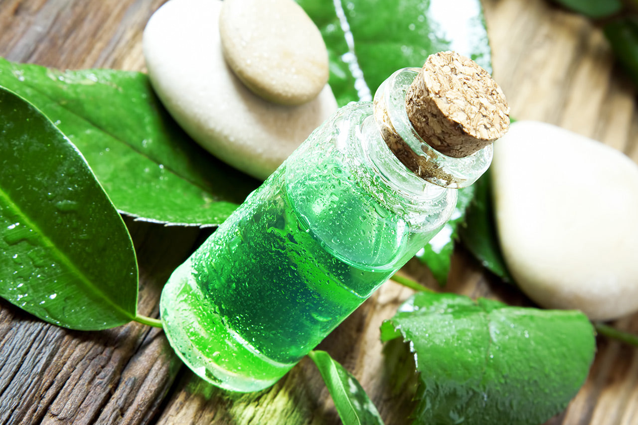 Can Tea Tree Oil Prevent Head Lice?